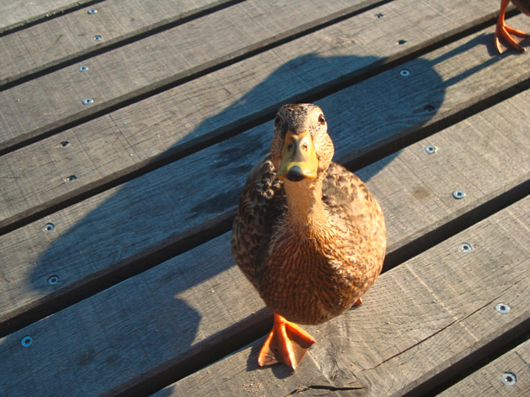 Ente