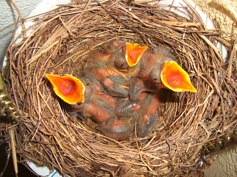 Nest mit Küken