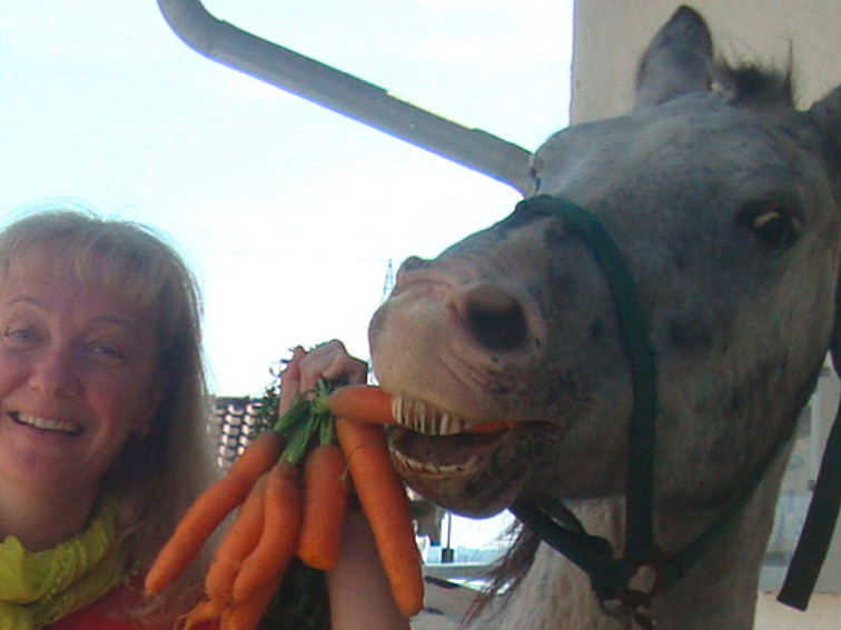 Pferd