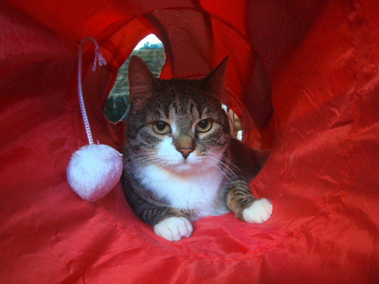 Katze